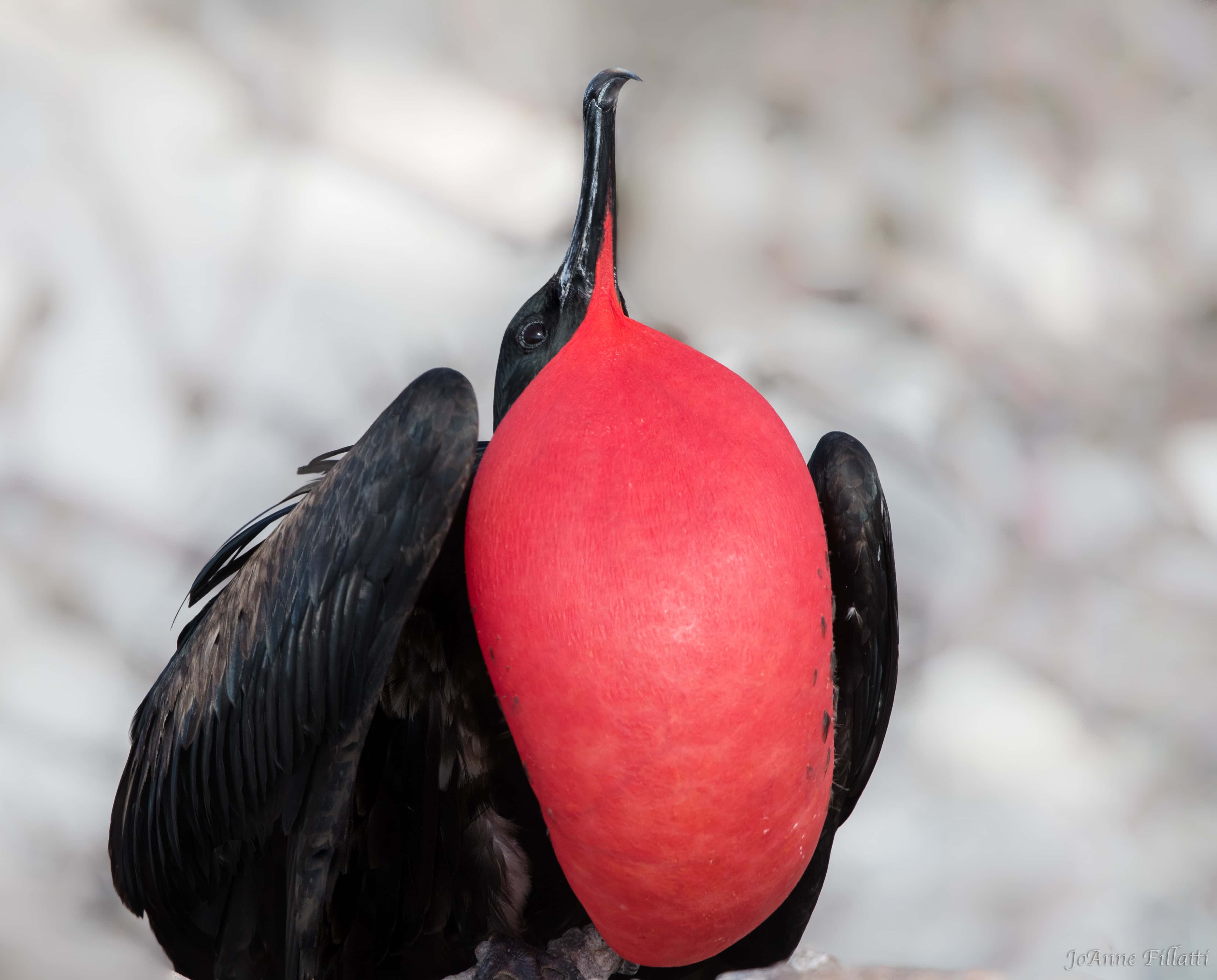 bird of galapagos image 2